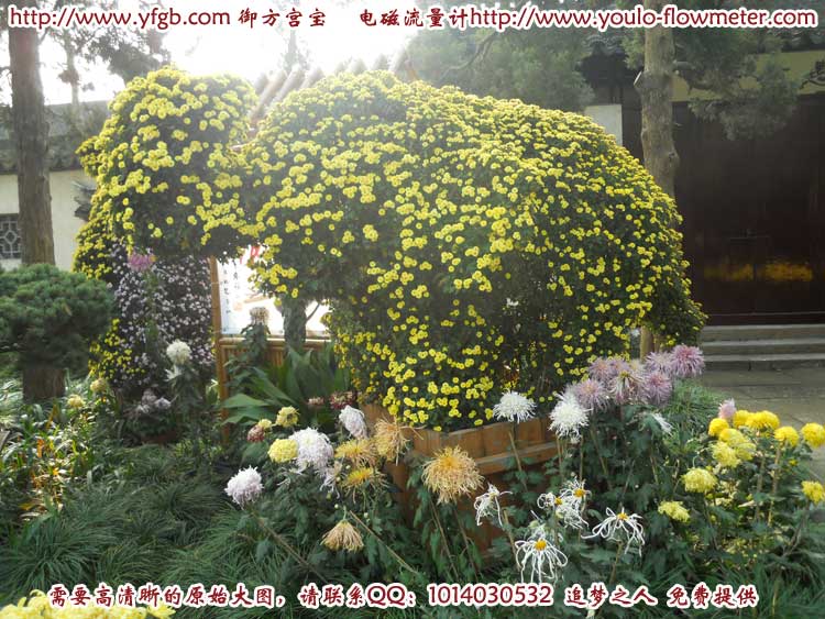 菊花a21