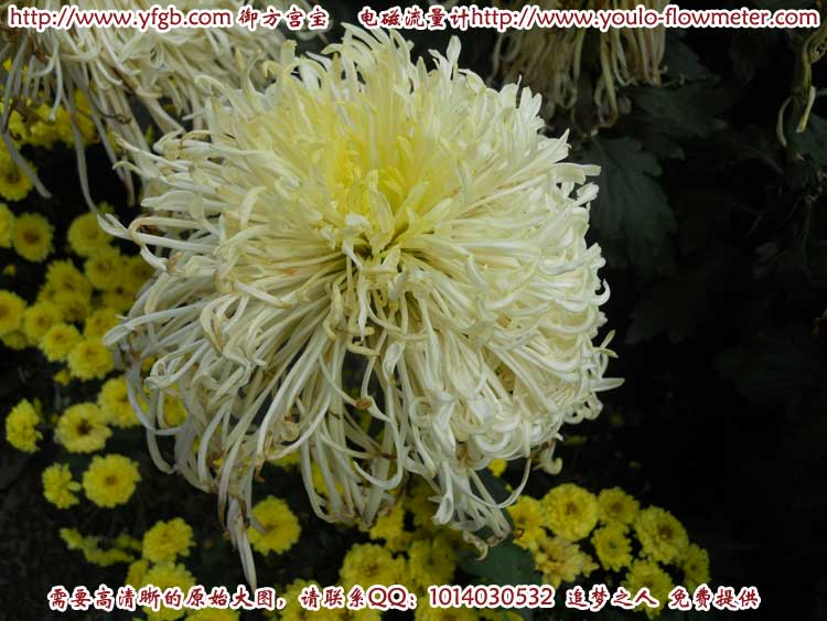 菊花a24