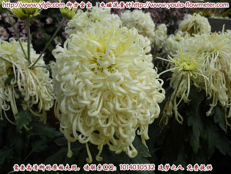 菊花a31