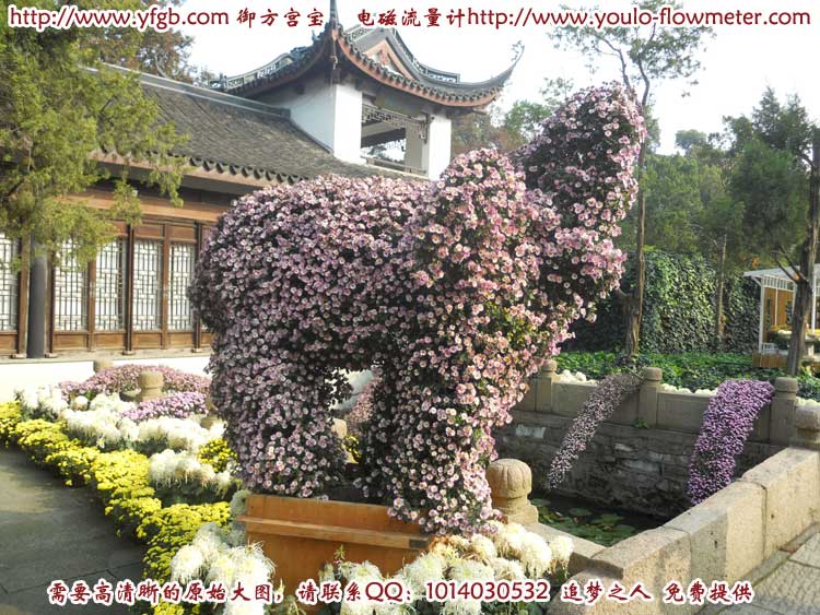 菊花a32