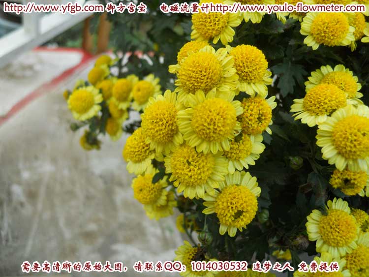 菊花a53