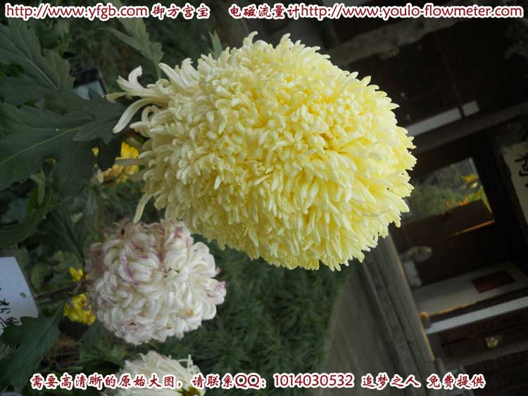 菊花a54