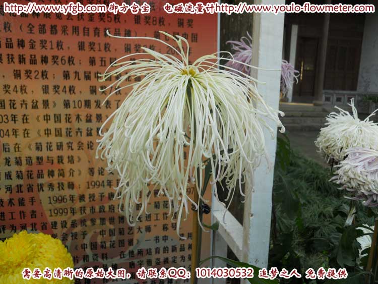 菊花a72