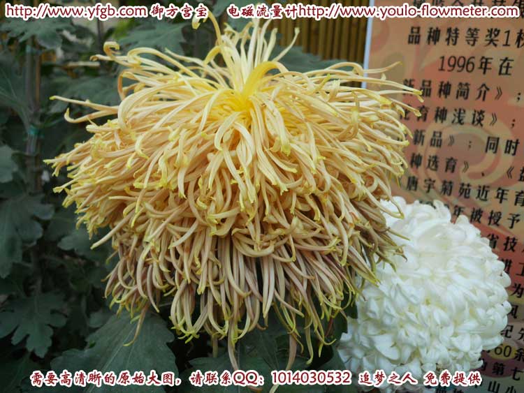 菊花a74