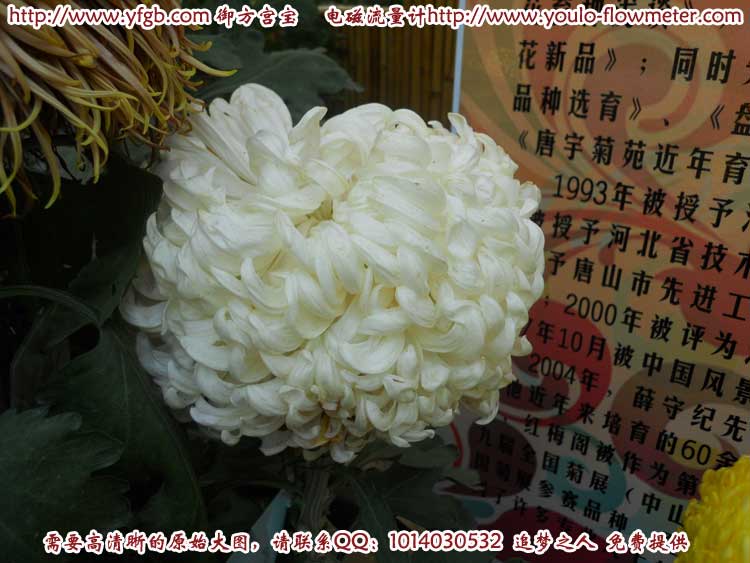 菊花a82