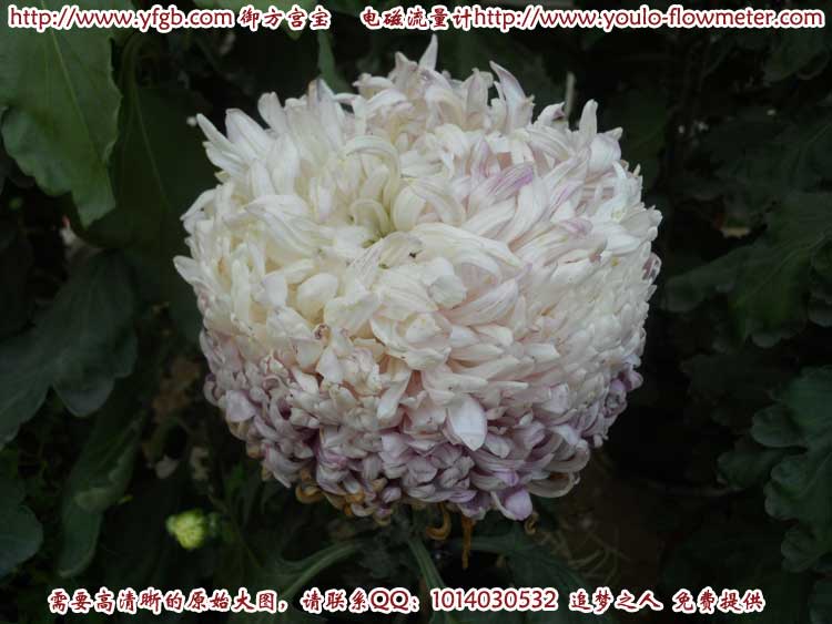 菊花a83