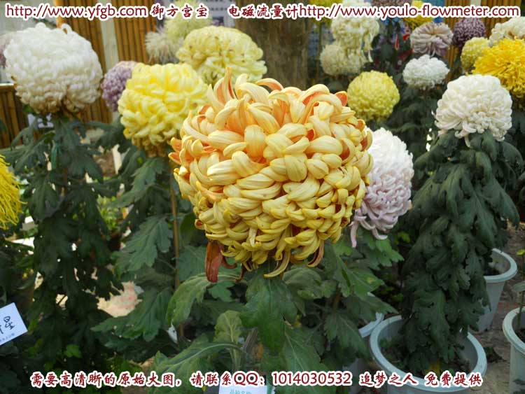 菊花b24