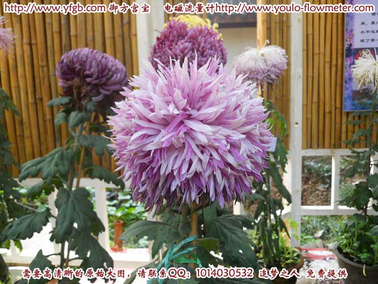 菊花b33