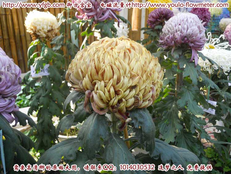 菊花b52
