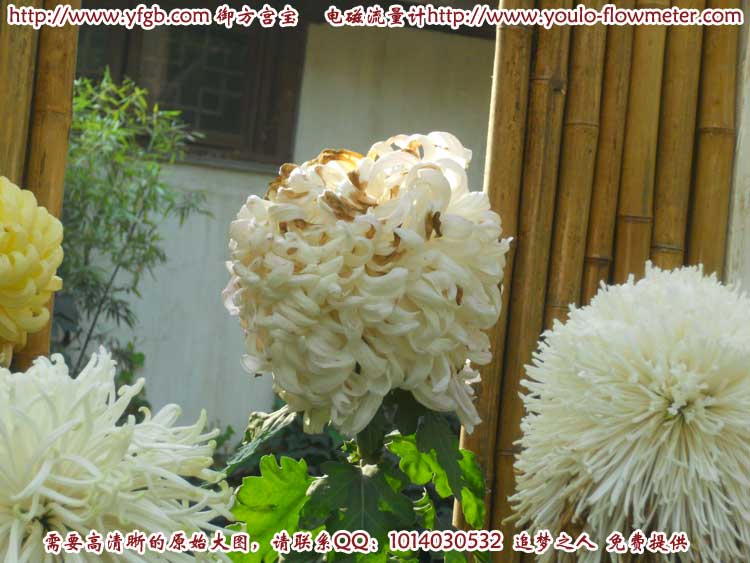 菊花b74