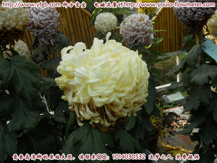菊花b91