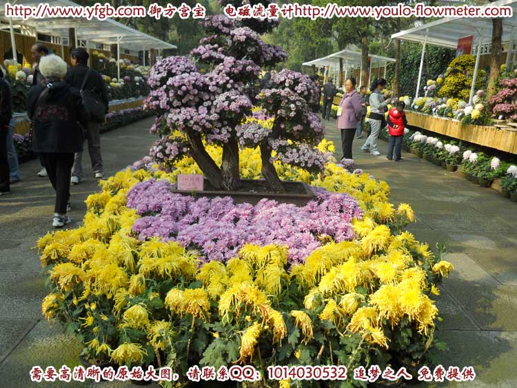 菊花c22