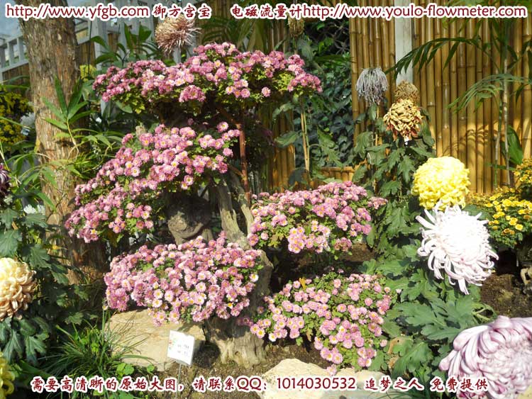 菊花c41