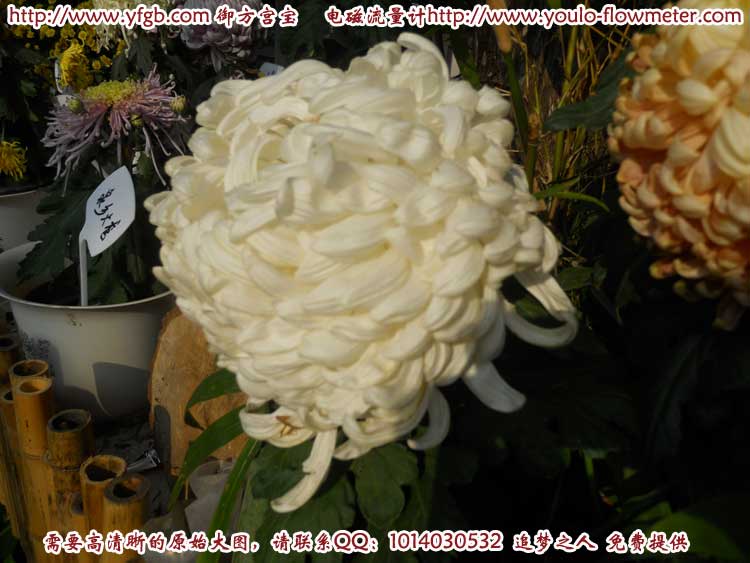 菊花c62