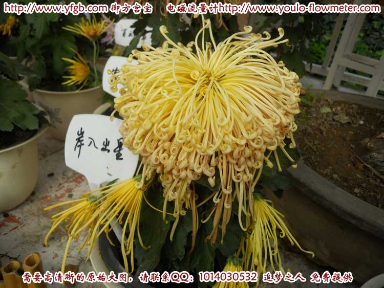 菊花c71