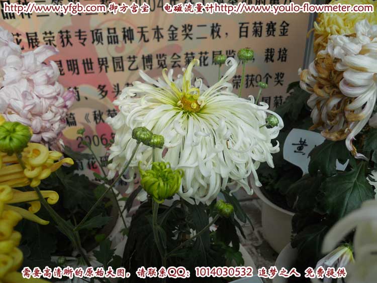 菊花c83