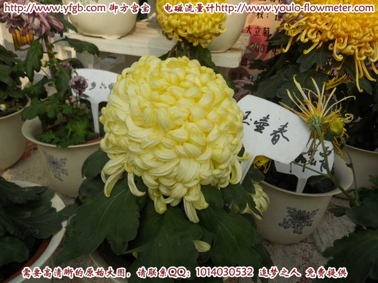 菊花c84