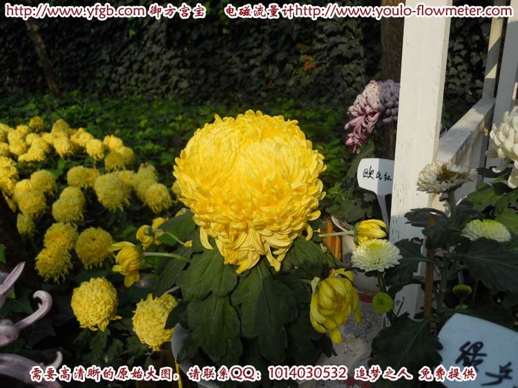 菊花d03