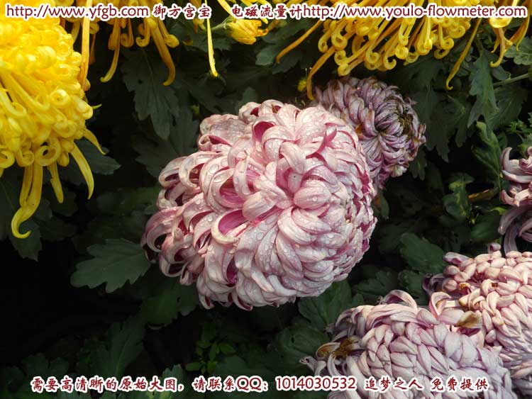 菊花d12
