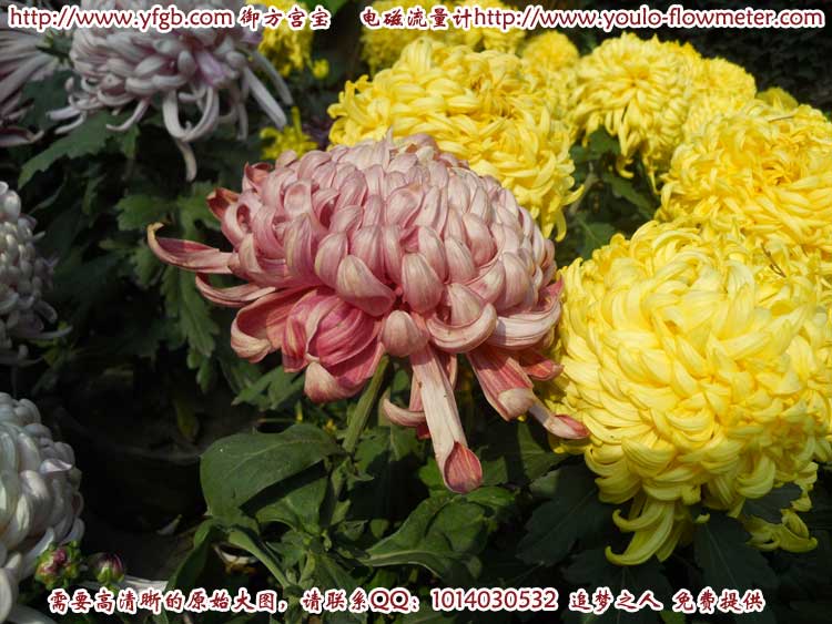 菊花d22