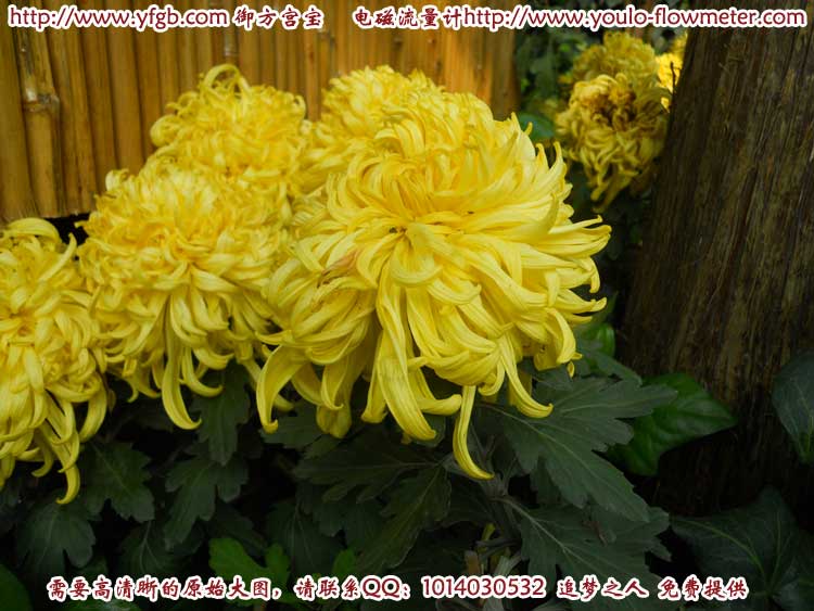 菊花d23