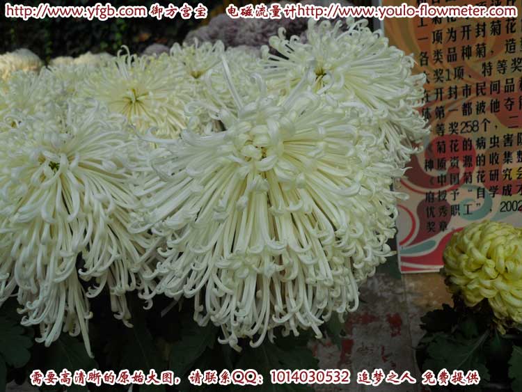 菊花d31