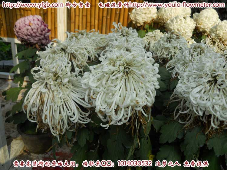 菊花d34