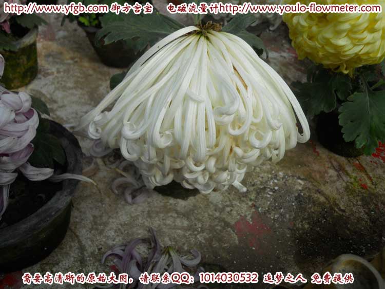 菊花d54