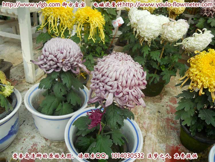 菊花e14