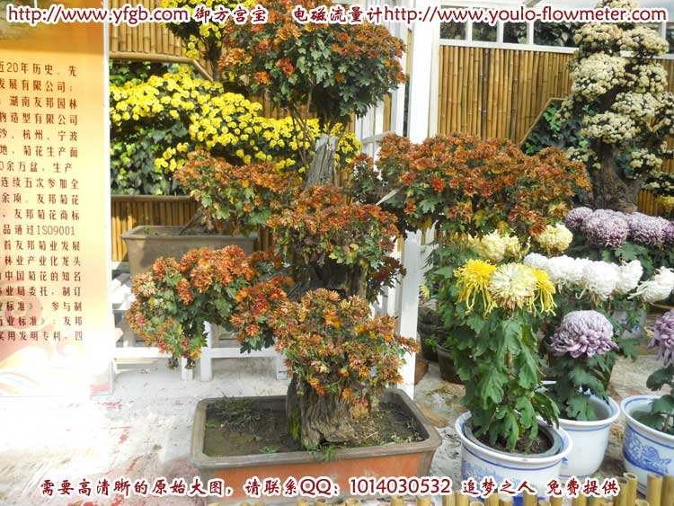 菊花e21