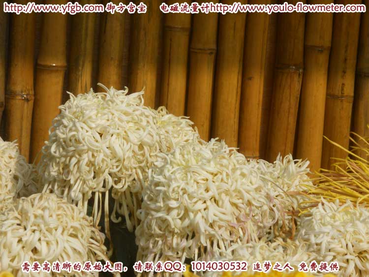 菊花e54