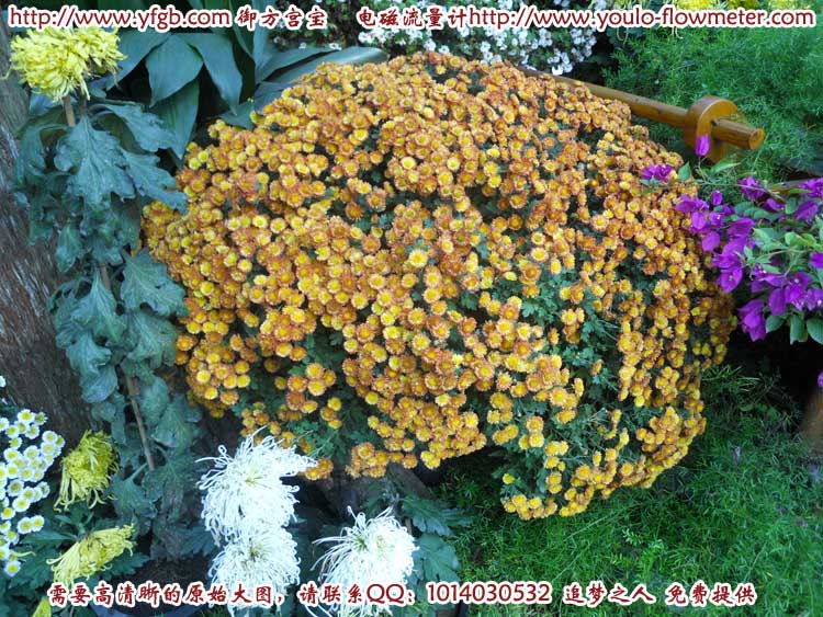 菊花f32